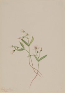 Frühlingsschönheit (Claytonia lanceolata)