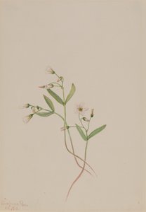 Frühlingsschönheit Claytonia lanceolata, 1916 von Mary Vaux Walcott