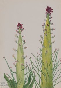 Squaw-Kohl Caulanthus inflatus, 1935 von Mary Vaux Walcott