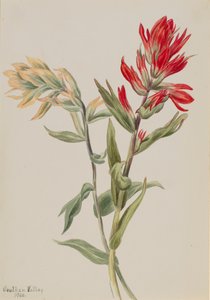 Sumpf-Stachys