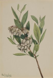 Stagger-Busch (Pieris mariana)
