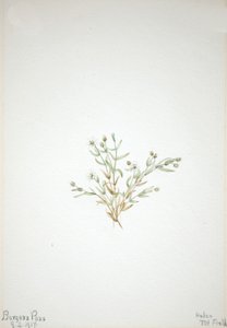 Stelleria leata, 1917 von Mary Vaux Walcott