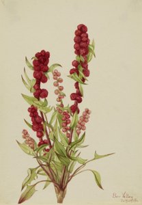 Erdbeer-Gänsefuß Chenopodium capitatum von Mary Vaux Walcott