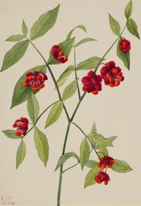 Erdbeerstrauch-Herzen platzen vor Liebe Euonymus Americanus, 1930 von Mary Vaux Walcott