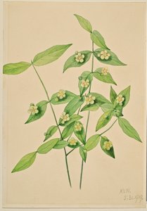 Erdbeerstrauch (Euonymus americanus)