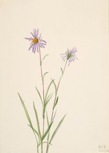 Sumpfaster Aster paludosus, 1922
