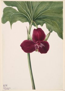 Süßes Dreiblatt (Trillium vasyi)