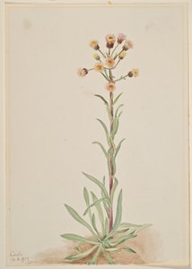 Hohe Flohblume (Erigeron acris)