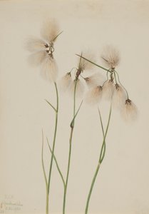 Schmalblättriges Wollgras Eriophorum angustifolium, 1920