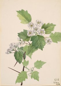 Dickicht Weißdorn Crataegus coccinea