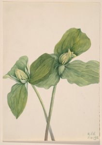 Kröten-Trillium (Trillium sessile) von Mary Vaux Walcott