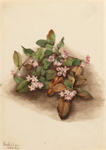 Kriechende Arbutus (Epigaea repens) von Mary Vaux Walcott
