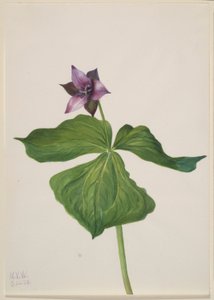 Rote Dreizipfelblume (Trillium erectum)