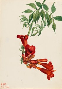 Trompetenblume (Bignonia radicans)