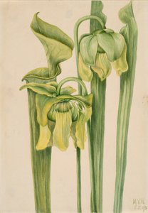 Trompetenblatt Sarracenia flava, 1920