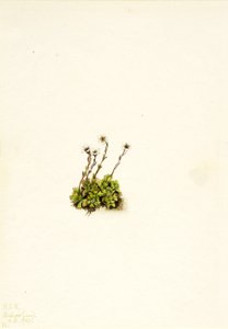 Polster-Steinbrech (Saxifraga caespitosa)