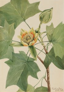 Tulpenbaum