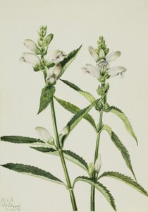 Schildkrötenkopf (Chelone glabra)