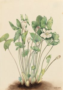 Zwillingsblatt Jeffersonia diphylla, 1919
