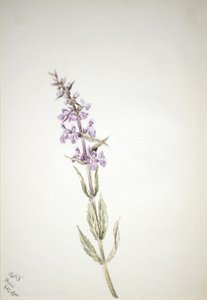 Ohne Titel - Blumenstudie