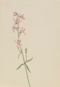 Ohne Titel - Blumenstudie