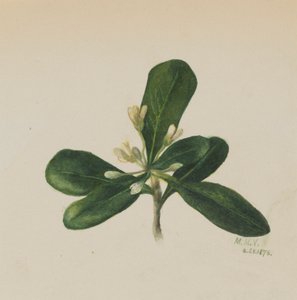 Ohne Titel - Blumenstudie, 1876