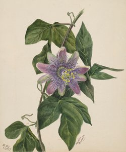 Unbetitelt--Blumenstudie, 1879