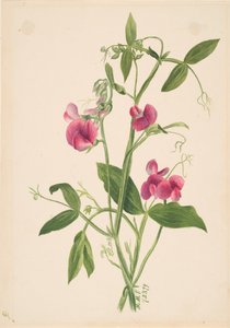 Unbetitelt - Blumenstudie