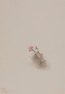 Unbetitelt - Blumenstudie, 1936
