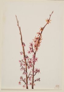 Ohne Titel - Pflanzenstudie von Mary Vaux Walcott