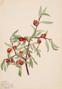 Ohne Titel - Pflanzenstudie, 1921