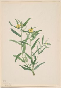 Ohne Titel (Blumenstudie) von Mary Vaux Walcott
