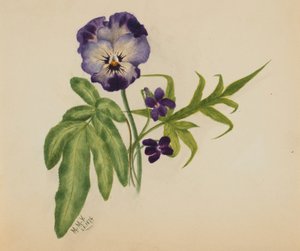 Ohne Titel (Stiefmütterchen)