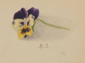 Ohne Titel (Stiefmütterchen) von Mary Vaux Walcott