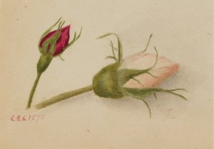 Ohne Titel (Rosenknospen) von Mary Vaux Walcott