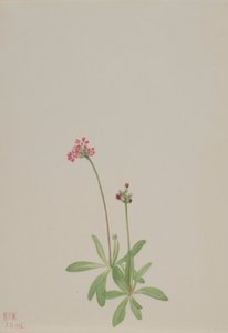 Ohne Titel von Mary Vaux Walcott