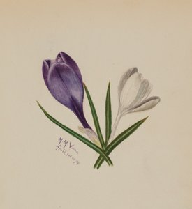 Unbetitelte Krokusse, 1874 von Mary Vaux Walcott