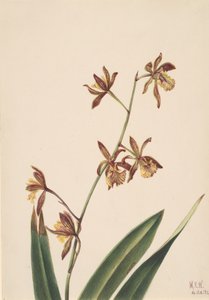 Unbetitelte Blumenstudie, 1924 von Mary Vaux Walcott