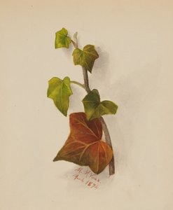 Ohne Titel Efeu