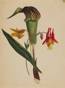 Ohne Titel Jack in the Pulpit, 1876