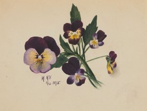 Ohne Titel (Stiefmütterchen)