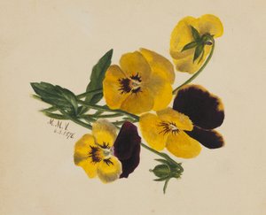 Ohne Titel Stiefmütterchen, 1876