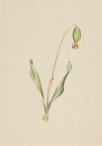 Unbetitelte Pflanzenstudie, ca. frühe 1930er Jahre von Mary Vaux Walcott