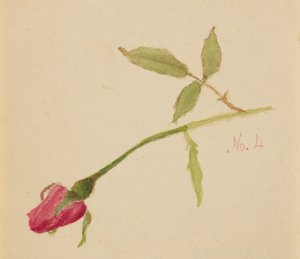 Ohne Titel Rose, 1872