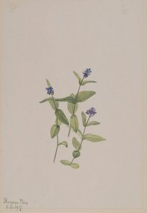 Veronica wormskjoldii, 1917 von Mary Vaux Walcott