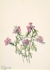Eisenkraut Verbena wrightii, 1938 von Mary Vaux Walcott