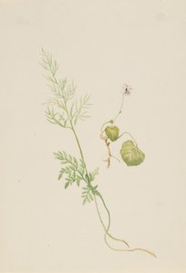 Sumpfveilchen (Viola palustris)