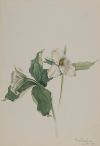 Waldlilie (Trillium grandiflorum) von Mary Vaux Walcott