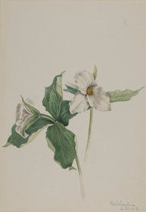 Wake-Robin Trillium grandiflorum von Mary Vaux Walcott