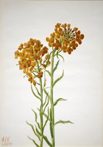 Goldlack Erysimum wheeleri, 1937.
